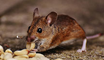 24 Hour & Emergency Exterminators in Baileyville, IL